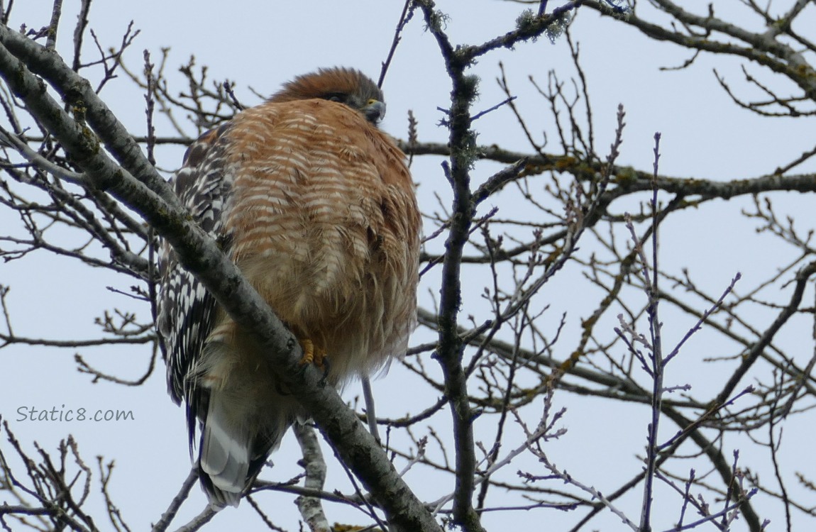 Red Shoulder Hawk standinng in a bare tree