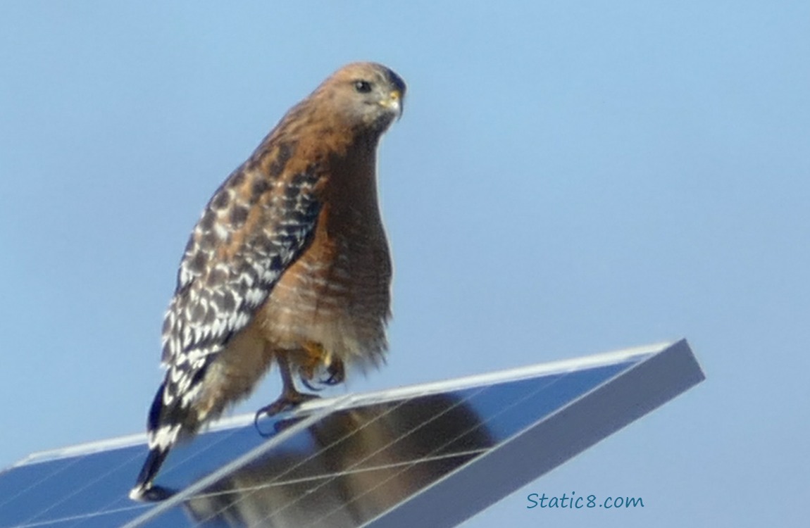 Red Shoulder Hawk standing on a solar panel