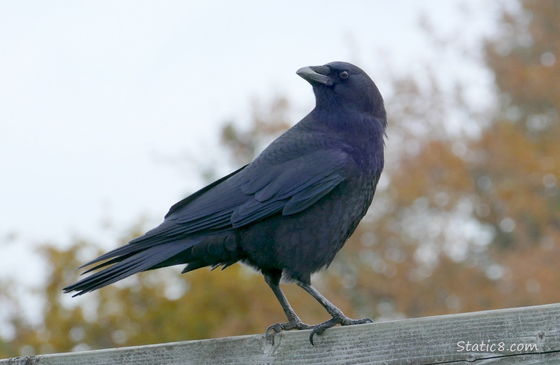 American Crow standing on a wood fence