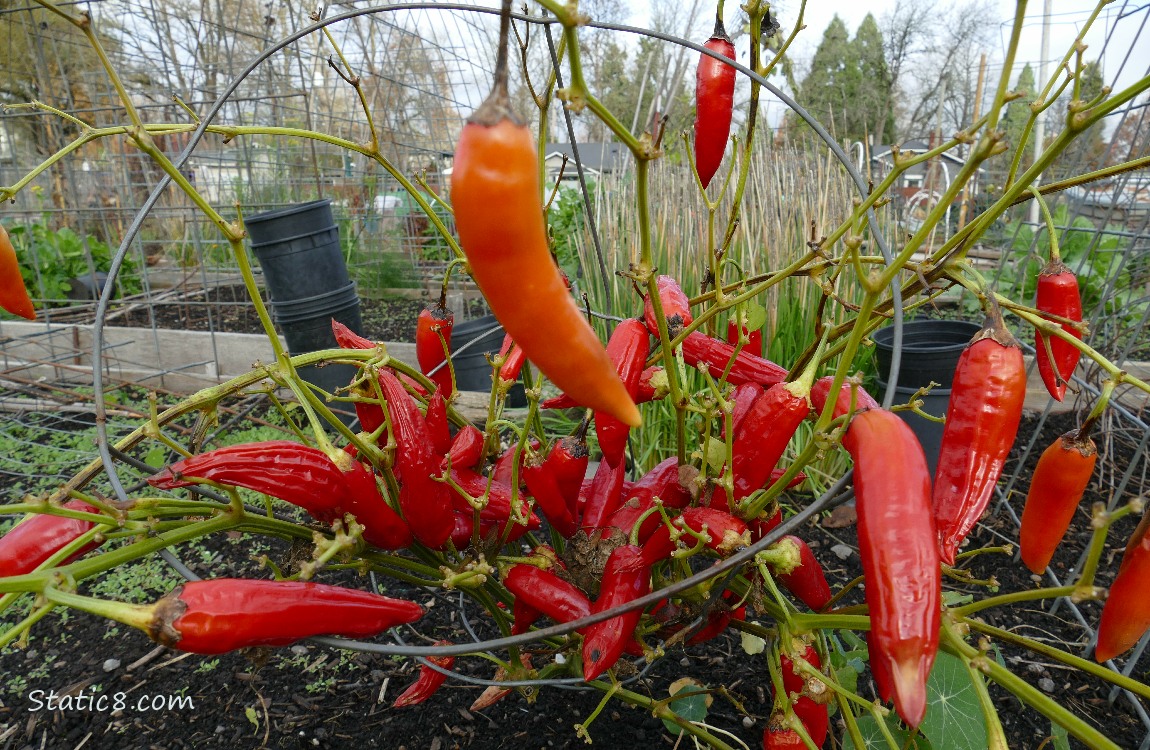 Red chili peppers on a plant with no leaves