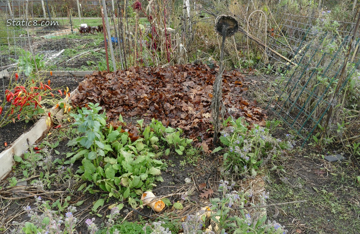 garden plot