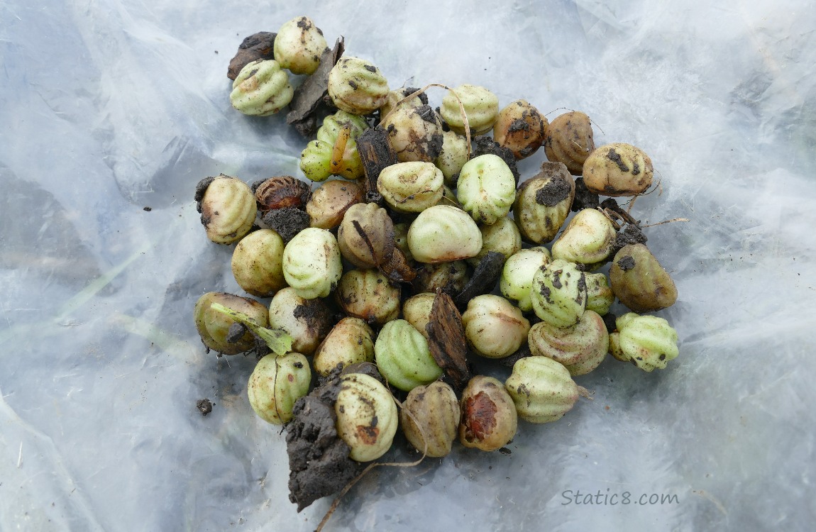 Harvested Nasturtium seeds