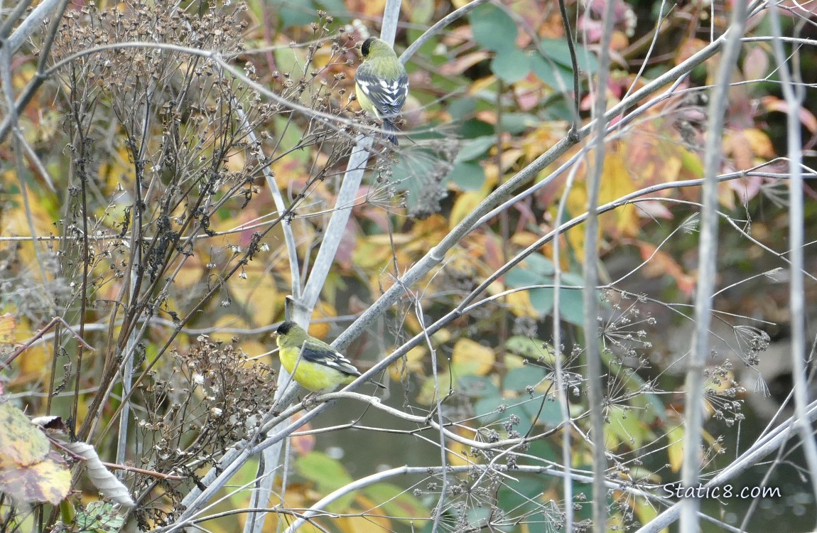 Two Lesser Goldfinches on weeds