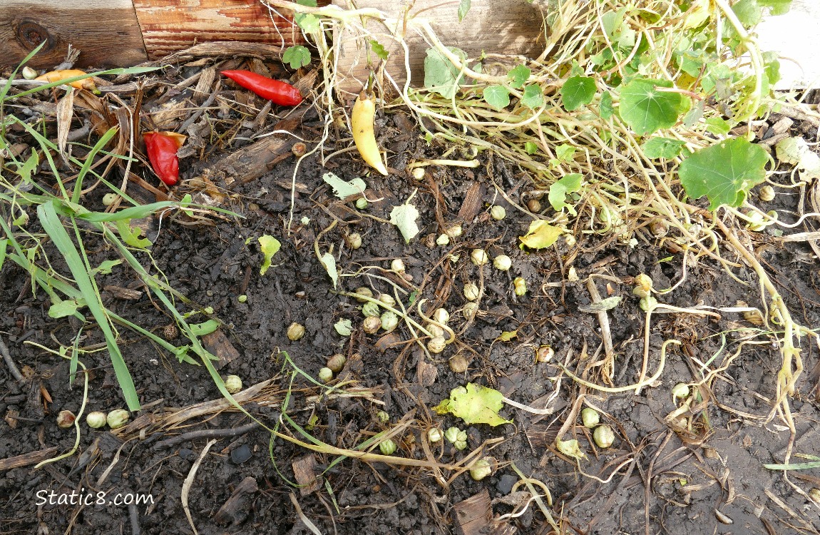 Nasturtium seeds on the ground