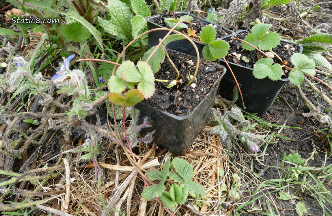 Small strawberry plants in seedling pots