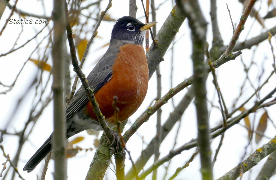 American Robin standing in a bare tree