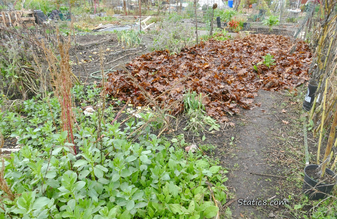 Garden Plot