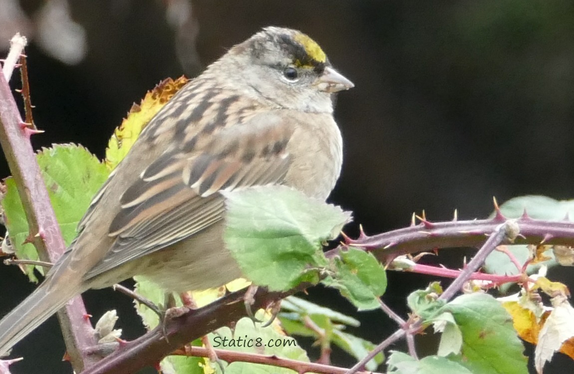 Golden Crown Sparrow