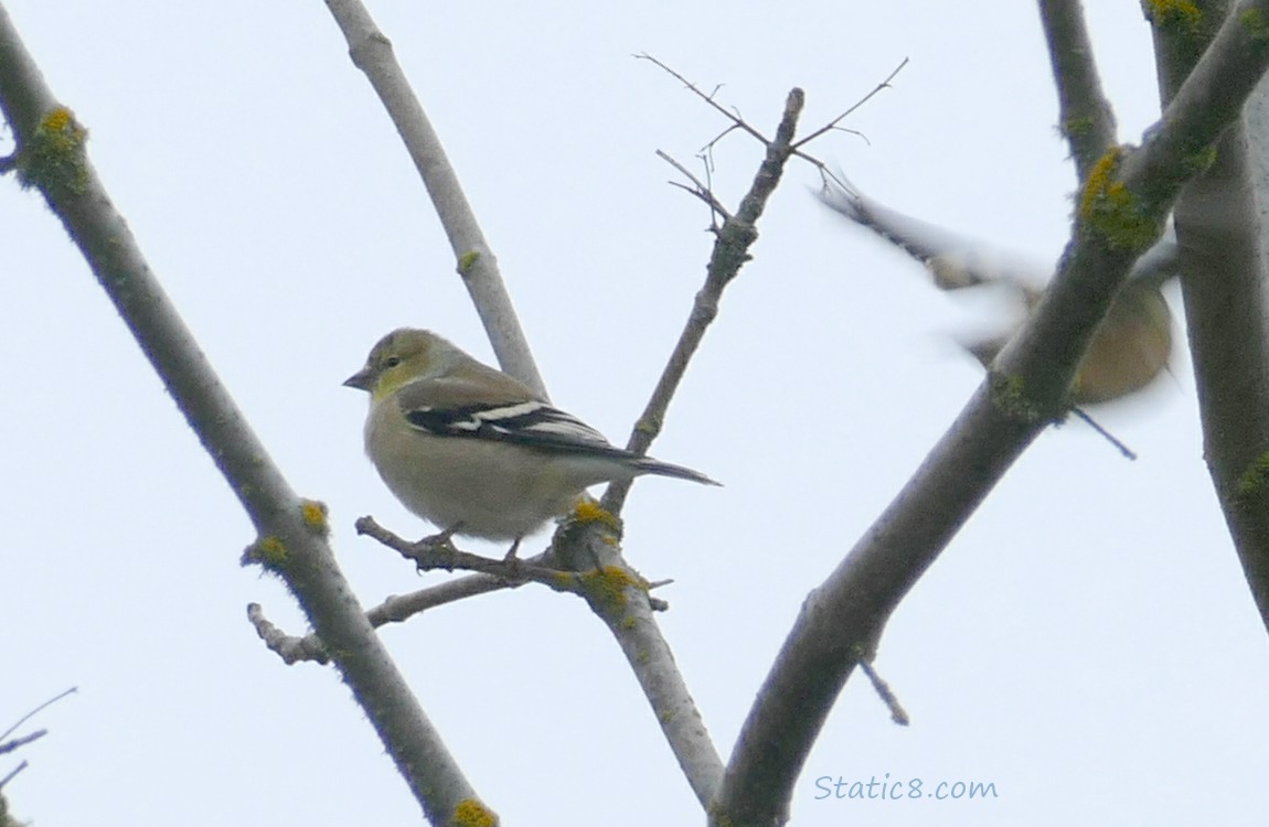 Goldfinch standing in a winter bare tree