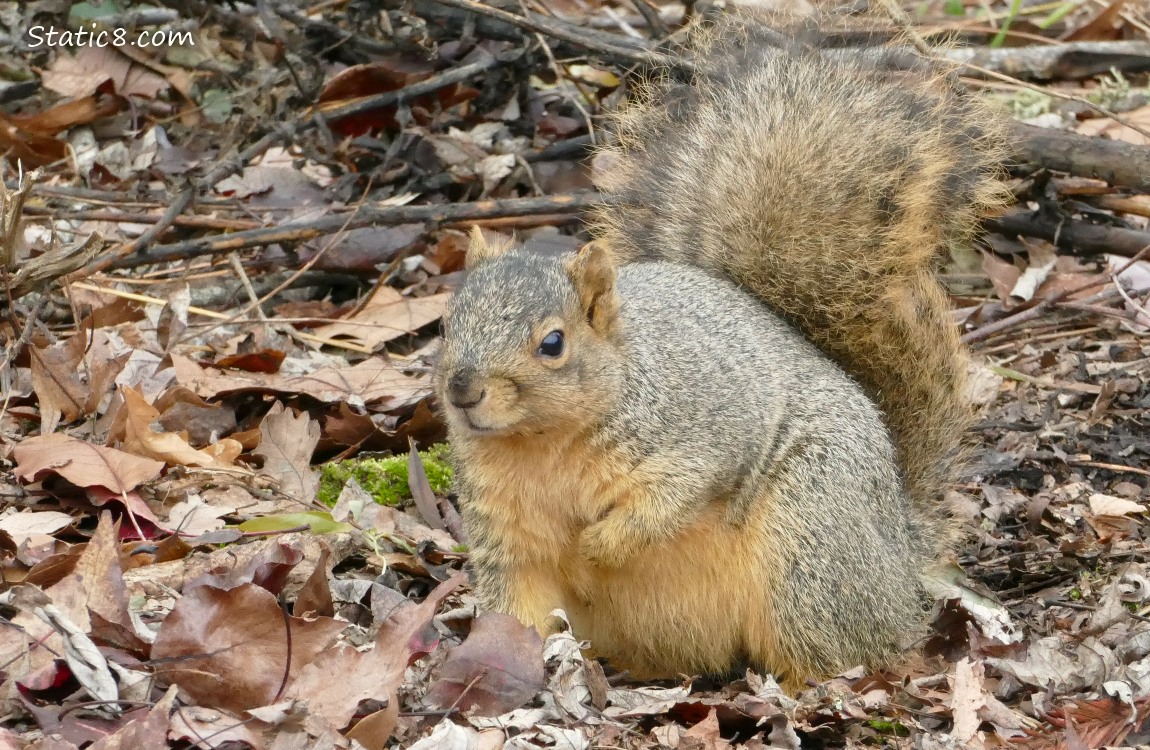 Squirrel standing amongst fallen leaves