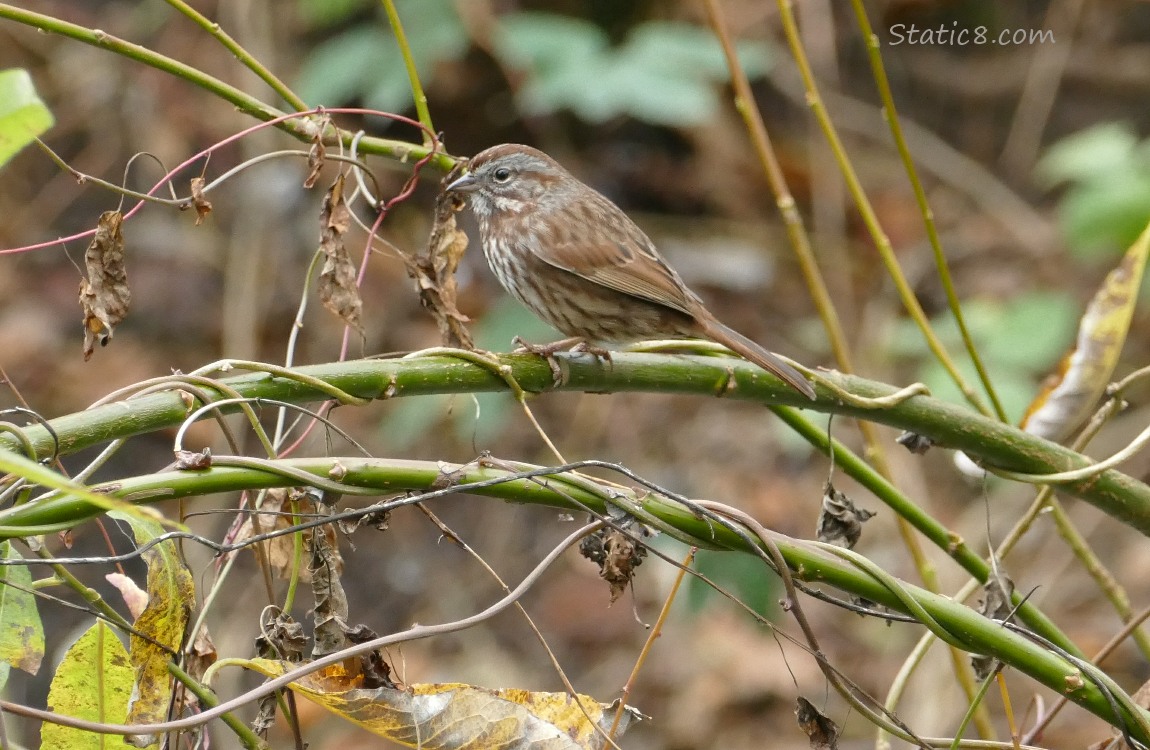 Song Sparrow standing on vines