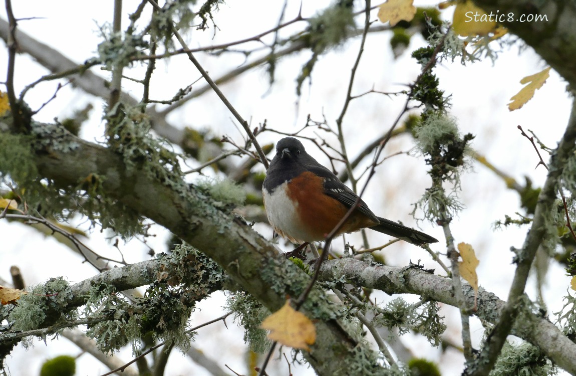 Spotted Towhee standing on a mossy branch