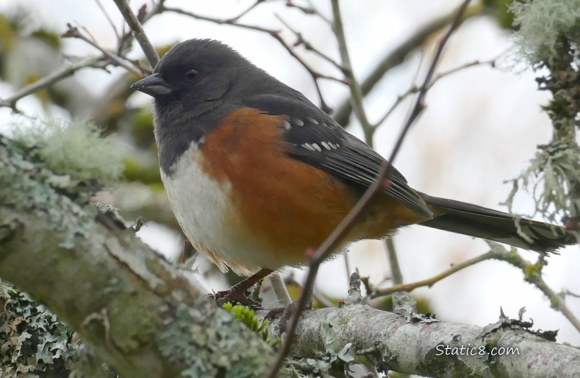 Spotted Towhee standing on a mossy branch