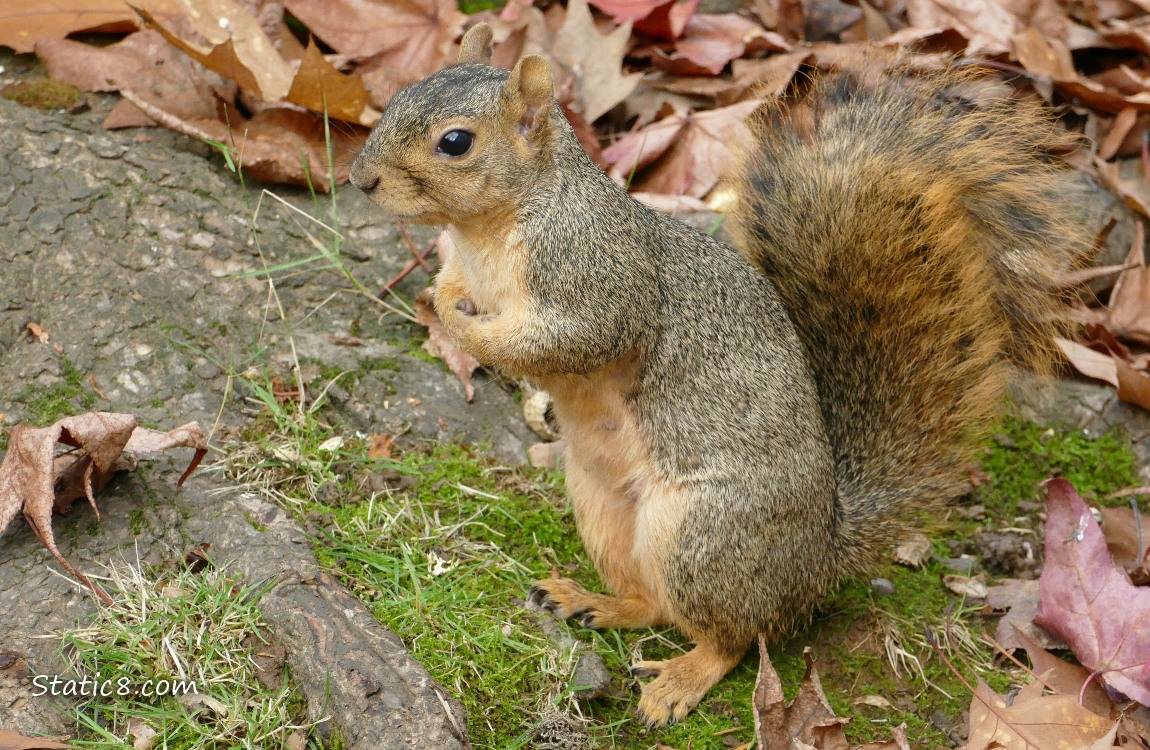 Squirrel standing on the ground