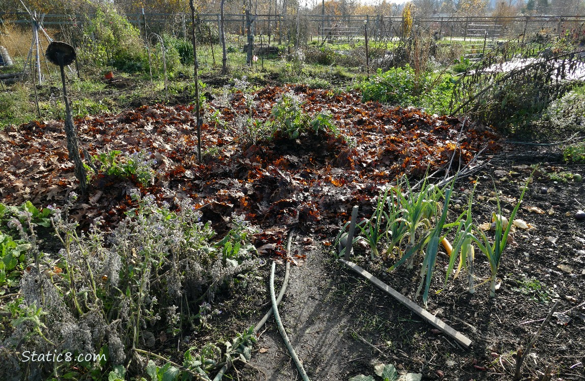 garden plot