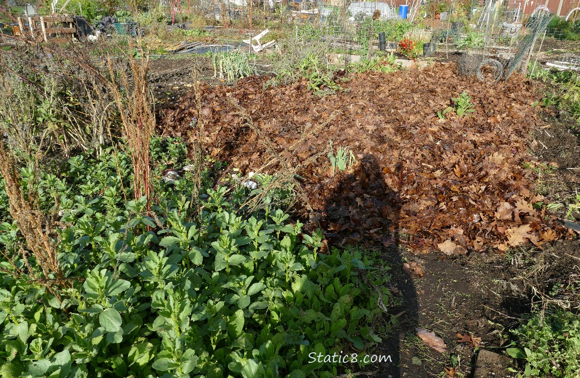 Garden Plot