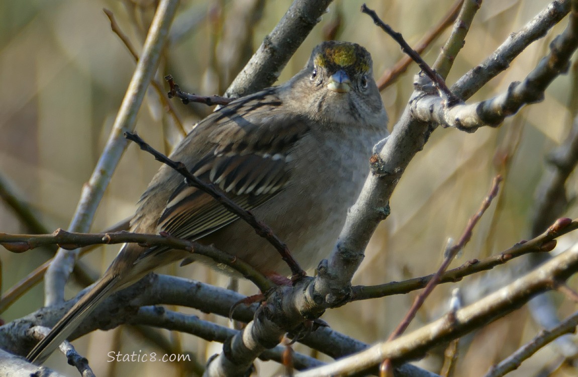 Golden Crown Sparrow