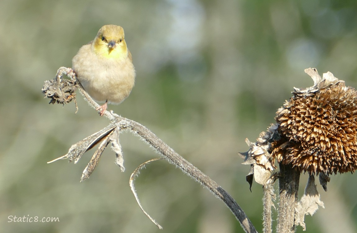 Goldfinch standing on a sunflower stalk