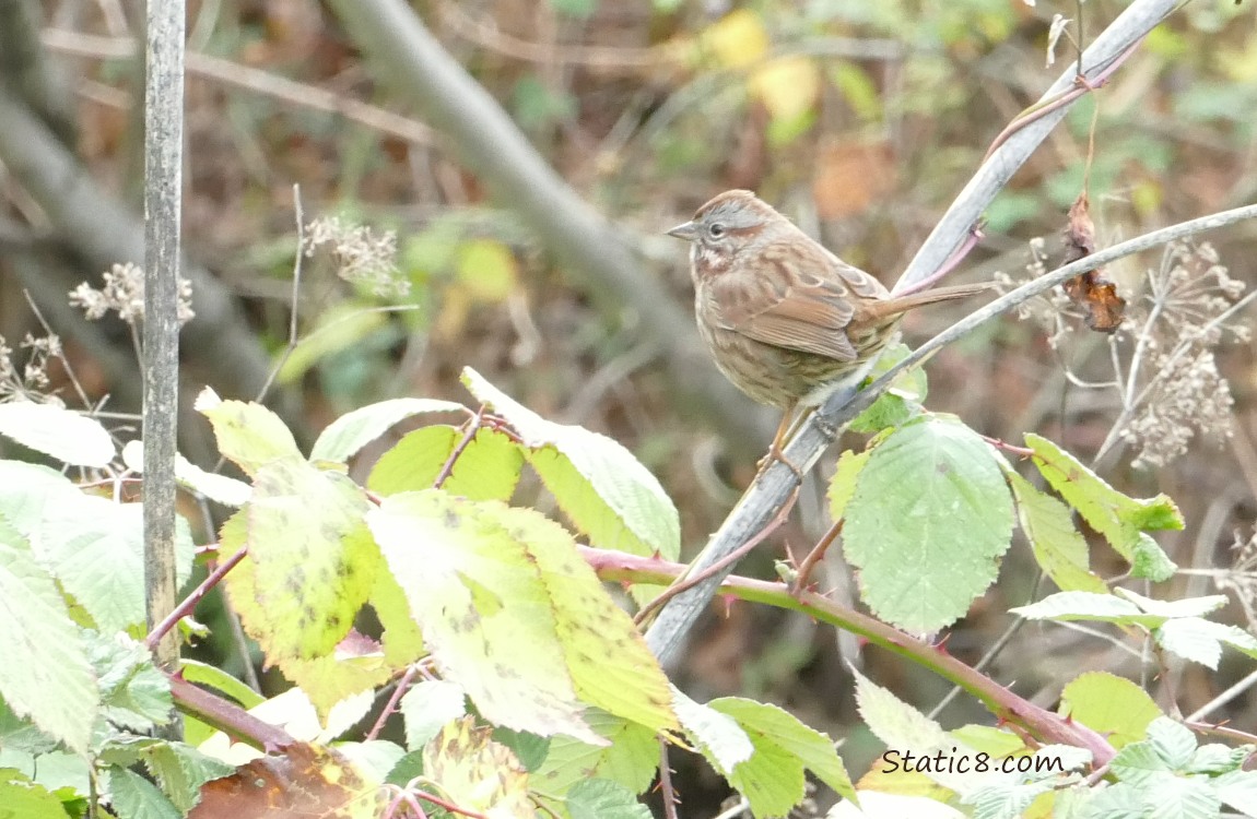 Song Sparrow standing on a branch