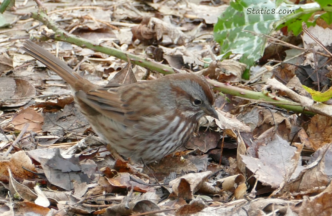 Song Sparrow standing in the leaf litter, looking down