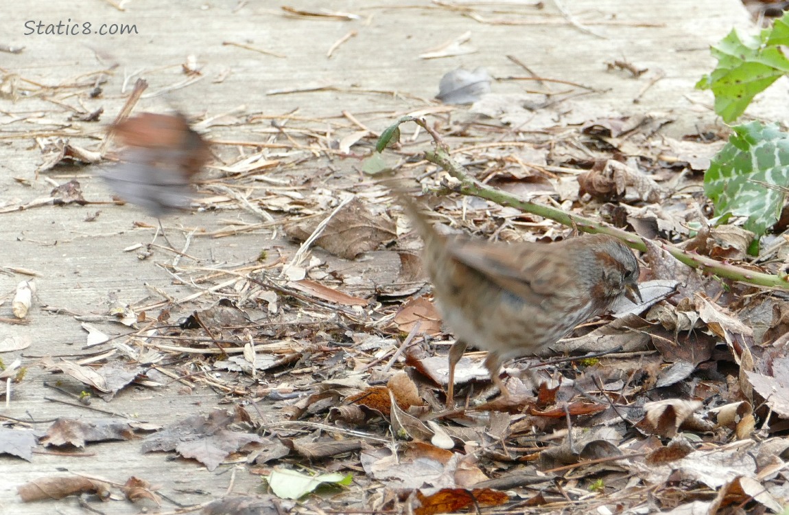 Song Sparrow standing on the ground, having just kicked a leaf out of the way