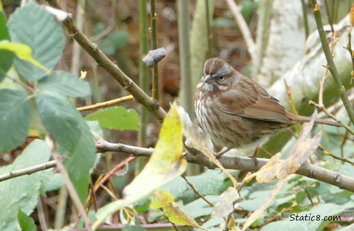 Song Sparrow standing in a bush