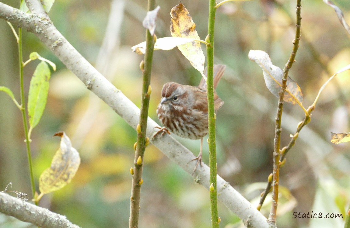 Song Sparrow standing on a twig