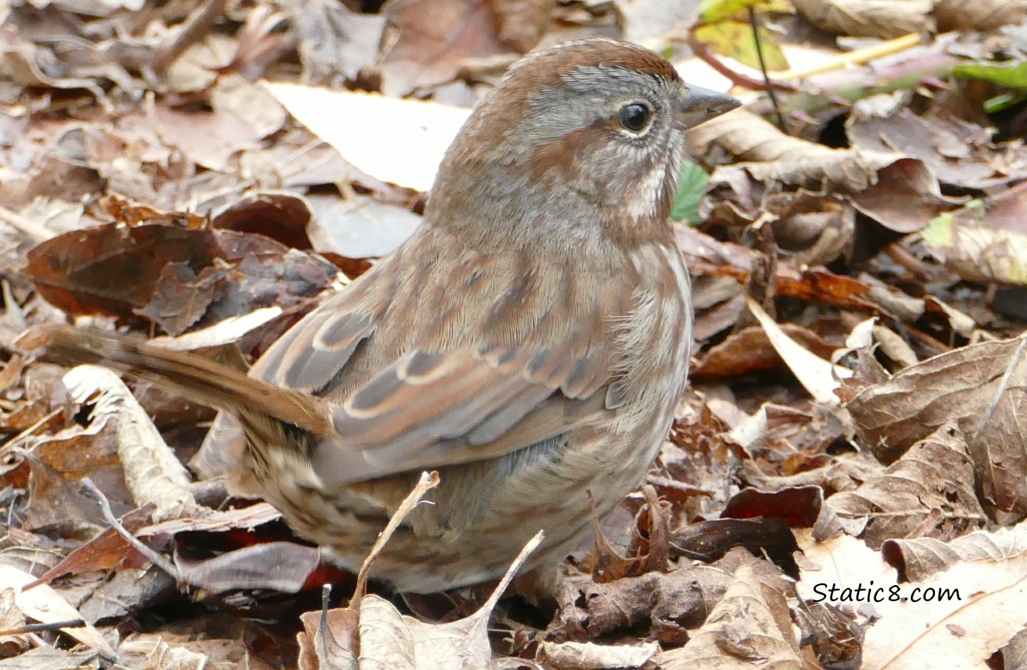 Song Sparrow standing on the ground, in the leaf litter