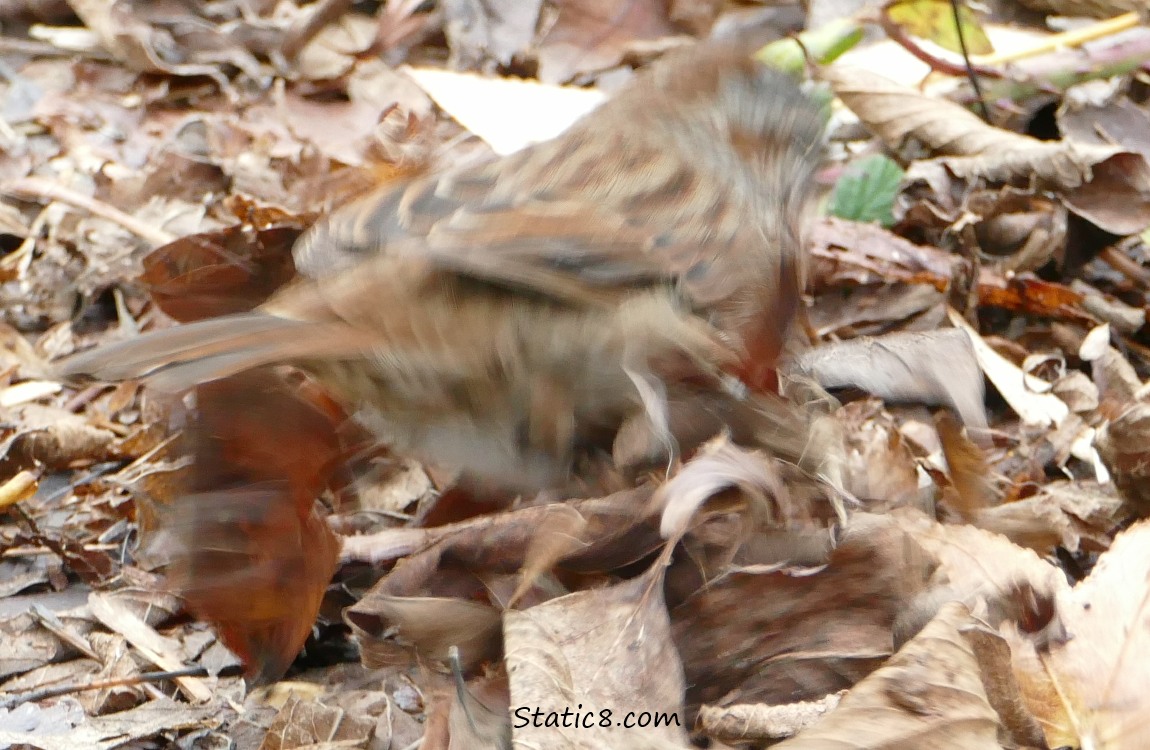 blurry Song Sparrow kicking in the leaf litter