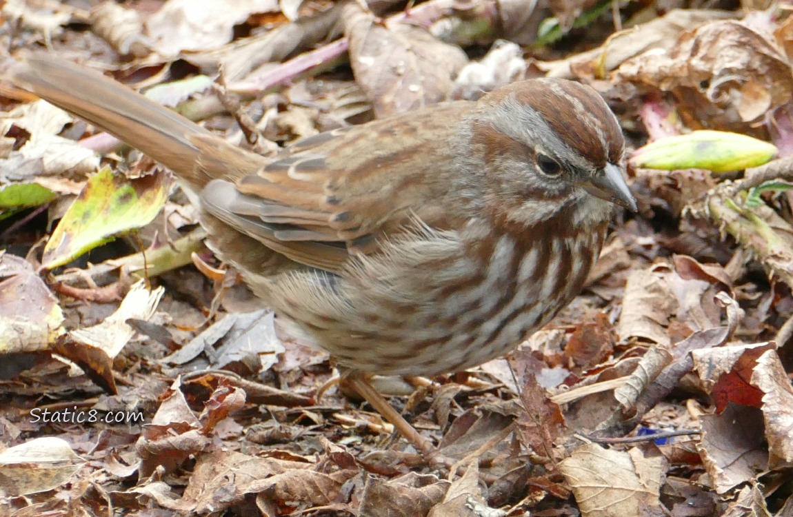 Song Sparrow looking at the leaf litter