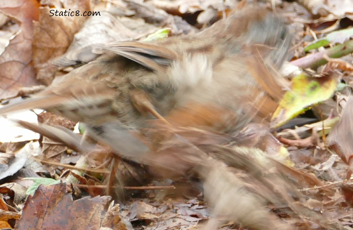 blurry Song Sparrow kicking in the leaf litter