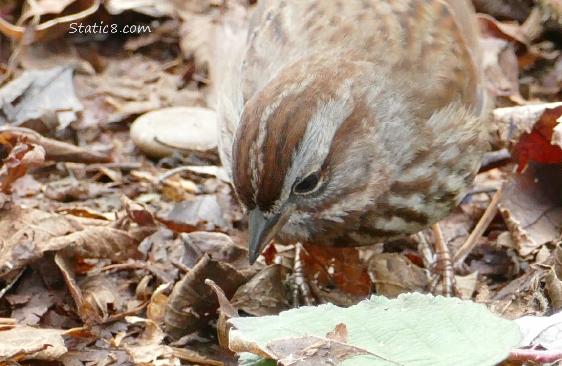 Close up of Song Sparrow looking in the leaf litter