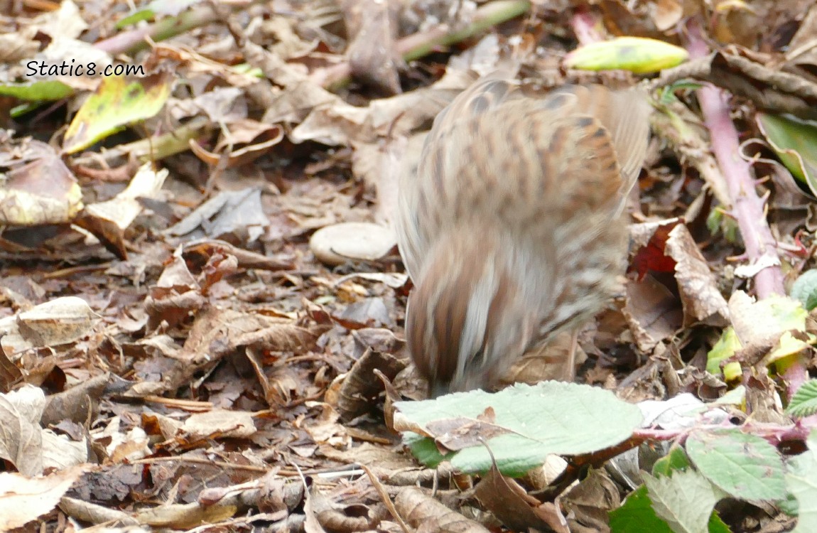 Song Sparrow pouncing on something in the leaf litter