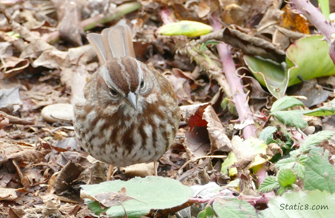 Song Sparrow looking in the leaf litter again