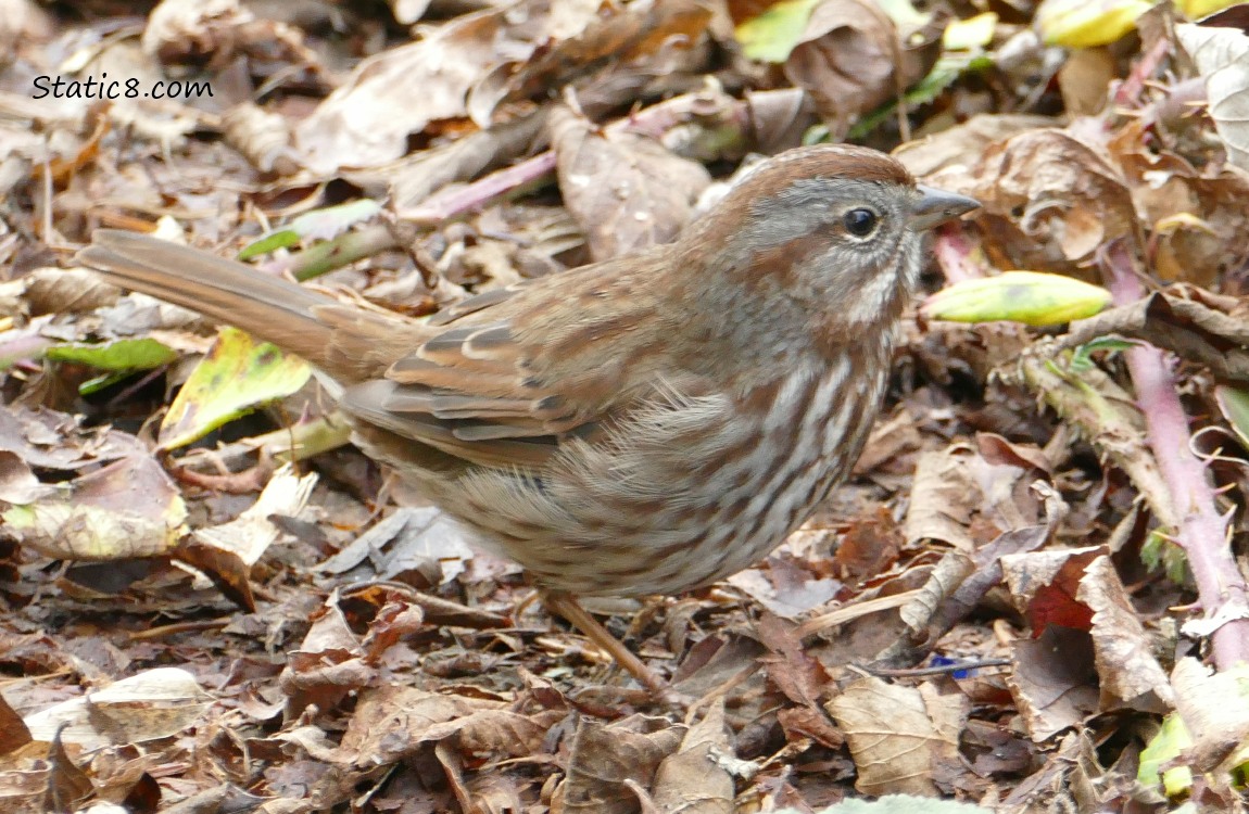 Song Sparrow standing on the leaf litter