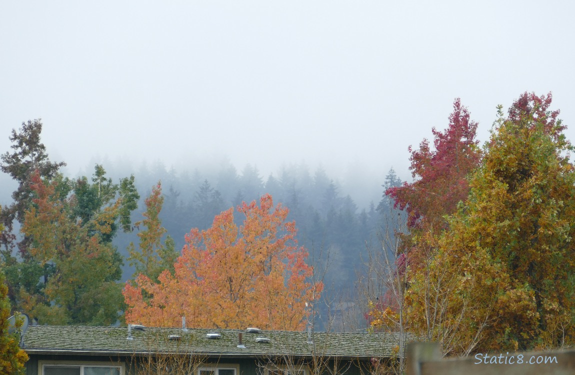 Autumn trees in front of foggy firs on the hill