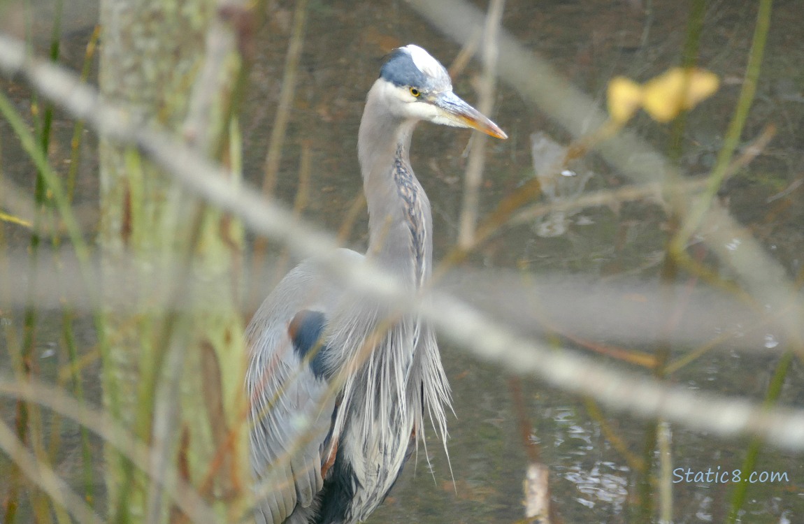 Great Blue Heron behind sticks, standing in shallow water