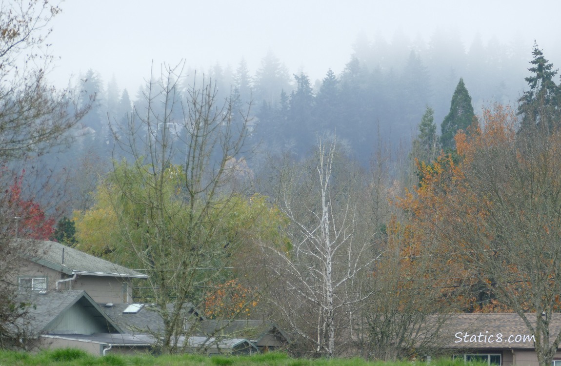 Trees on the foggy hill