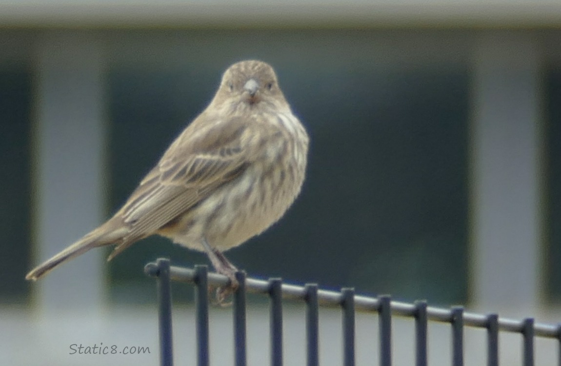 House Finch standing on a wire trellis