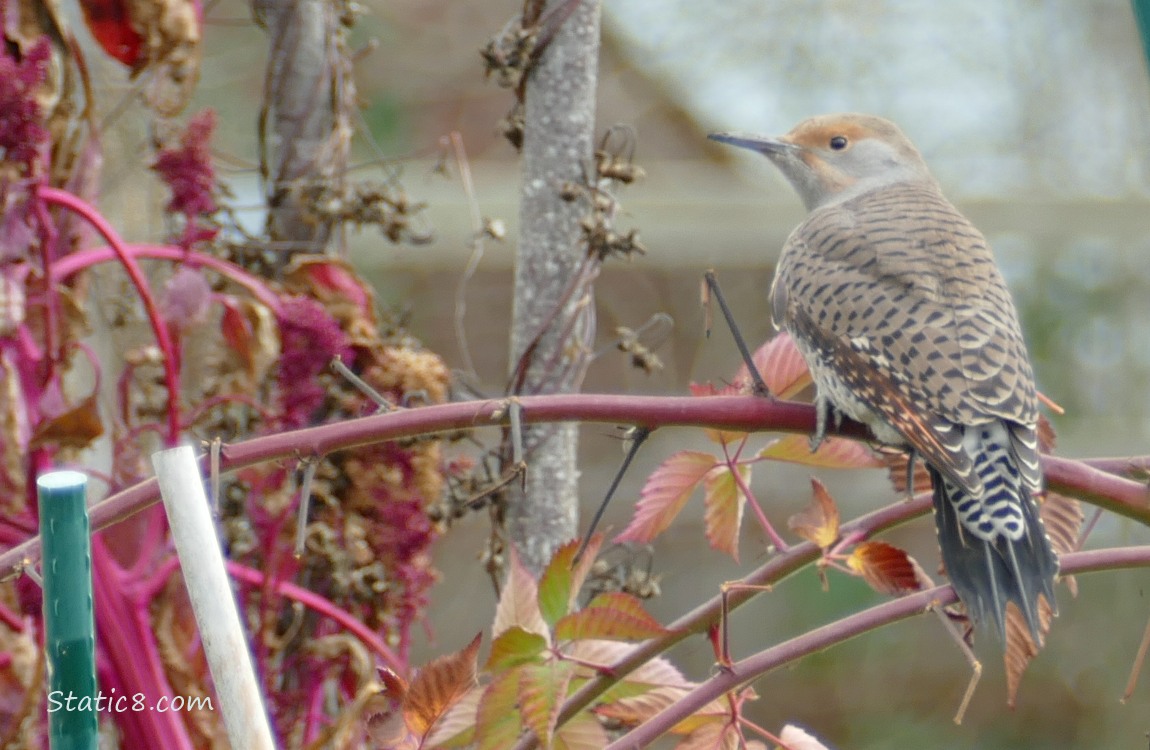 Northern Flicker standing on a vine in the garden