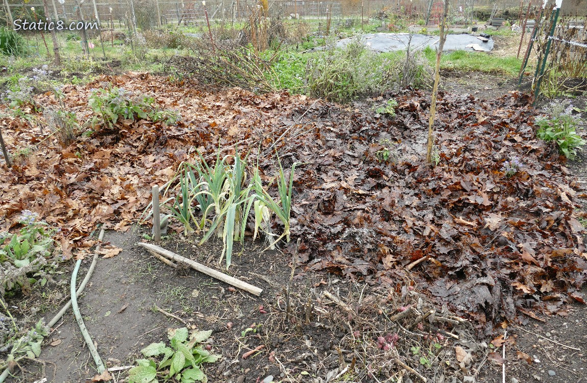 Garden Plot