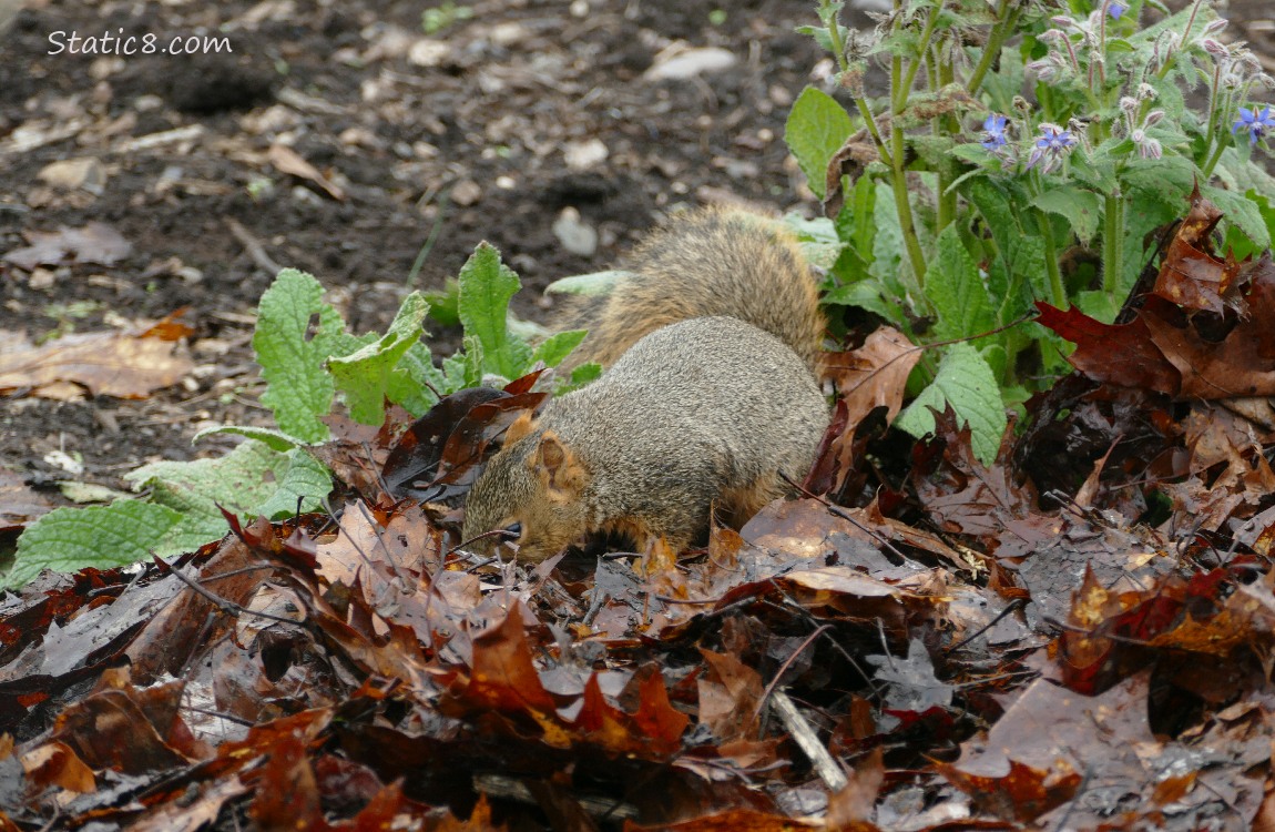 Squirrel digging in leaves in the garden plot