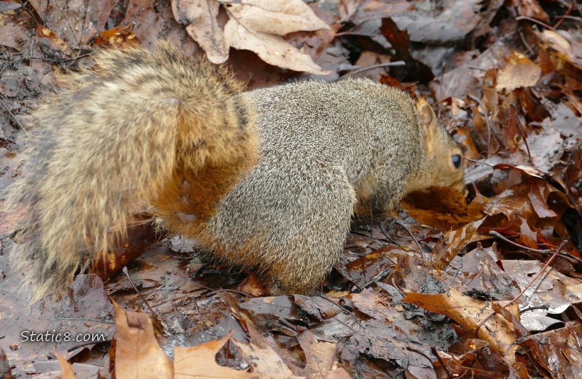 Squirrel digging in leaves