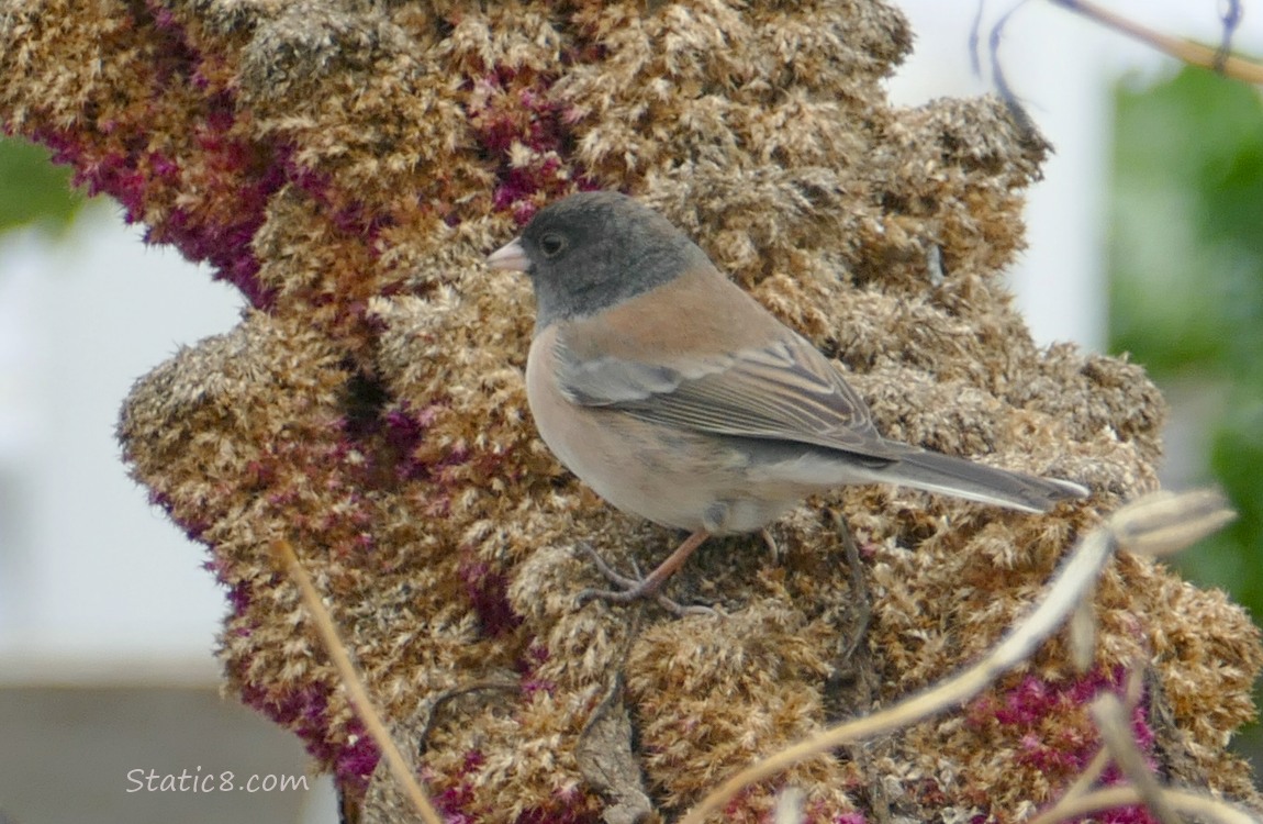 Junco standing on faded Red Amaranth