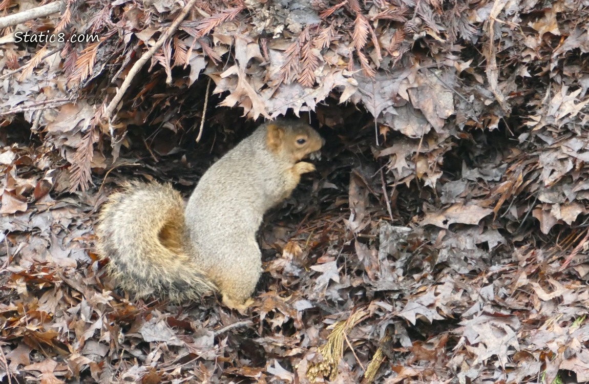 Squirrel digging in a leaf pile