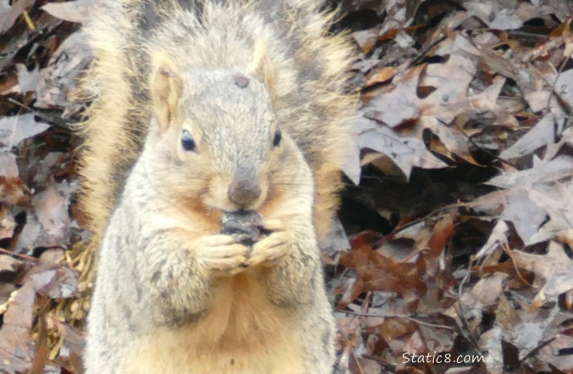 Squirrel eating a nut