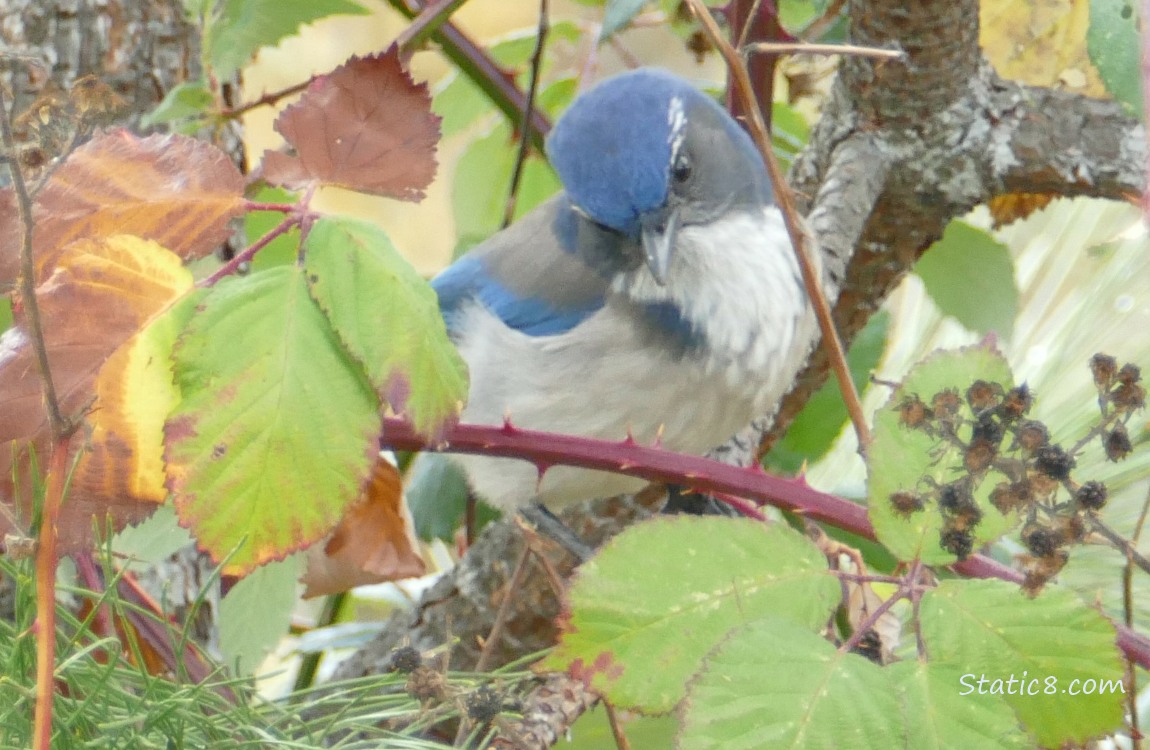 Scrub Jay standing in a bush