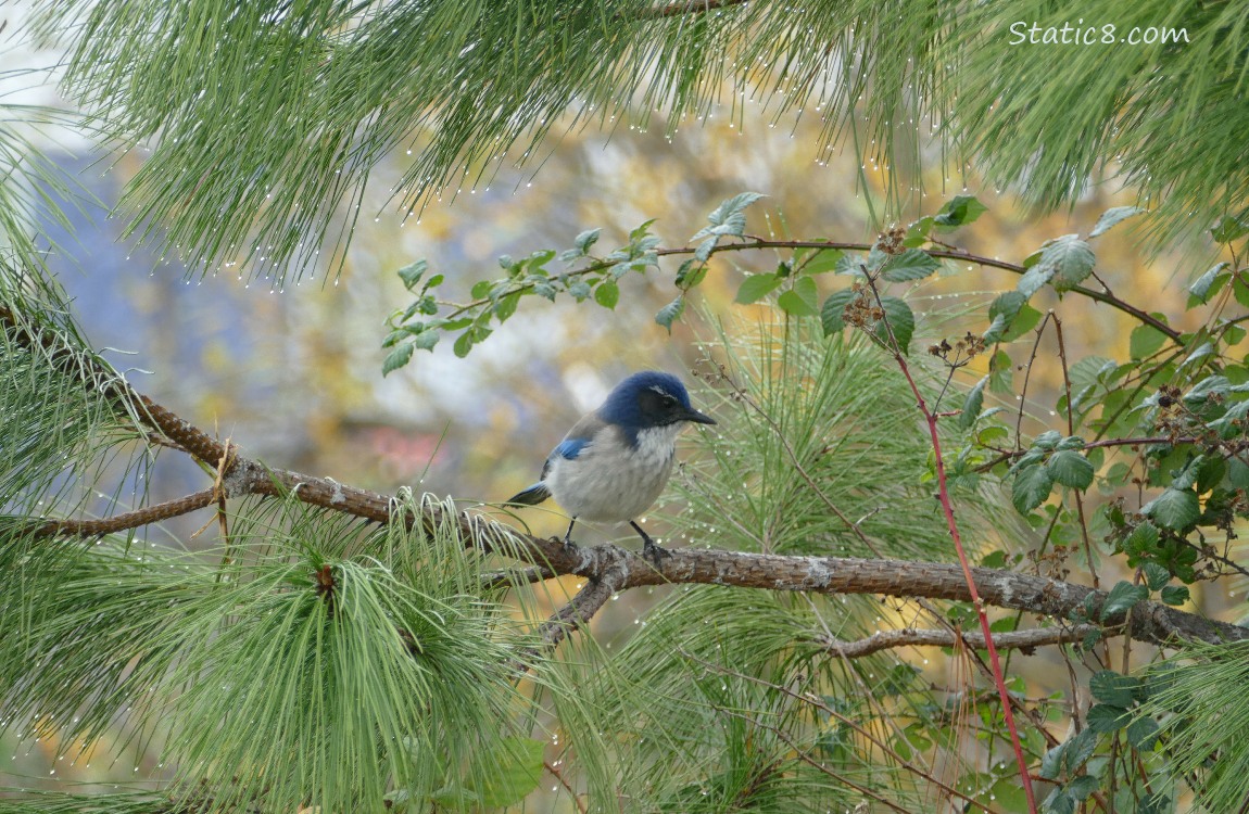 Scrub Jay in a pine tree