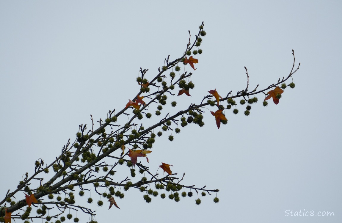 A branch of Sweet Gum against the sky, loaded with gum balls