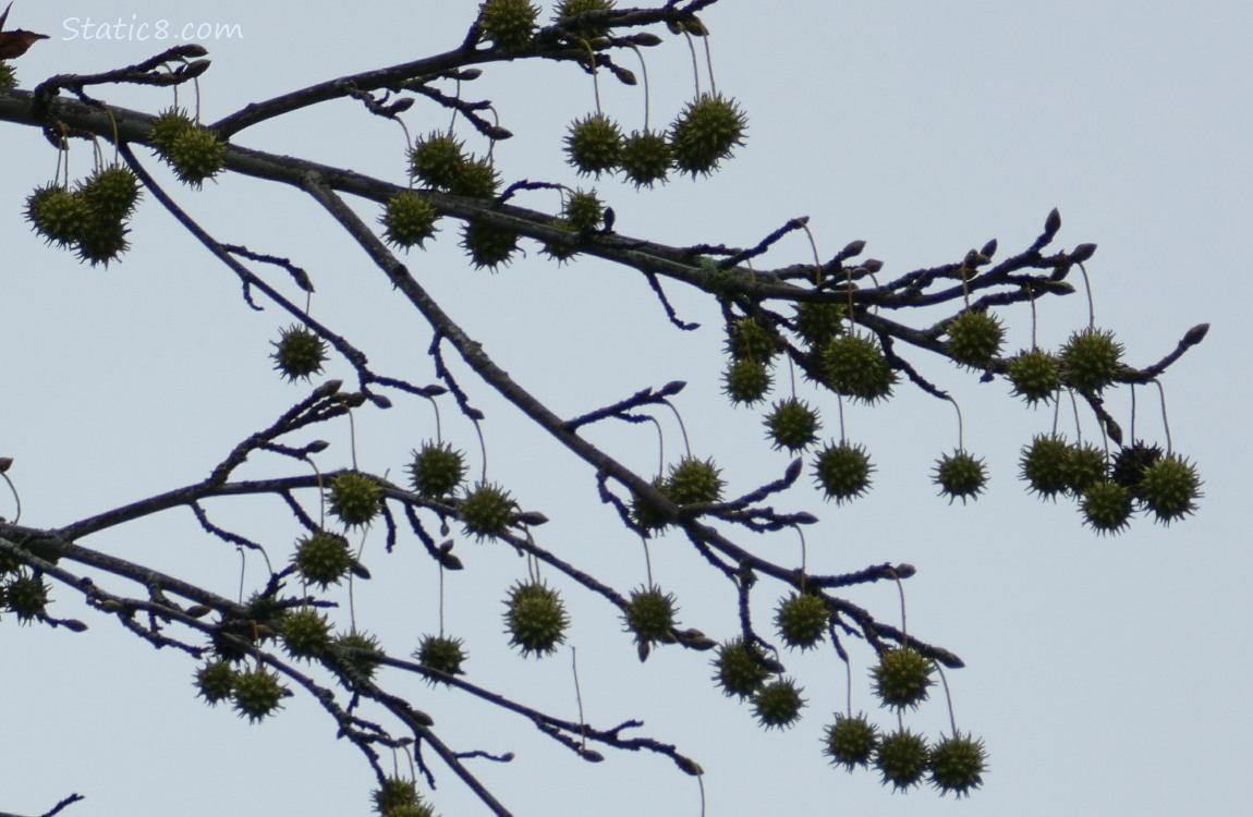 A branch of Sweet Gum against the sky, loaded with gum balls